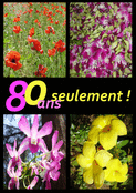 80 ans sous le signe des fleurs fragiles